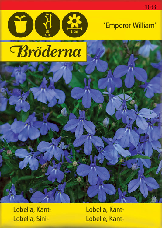 Lobelia. Kant-. Emperor William