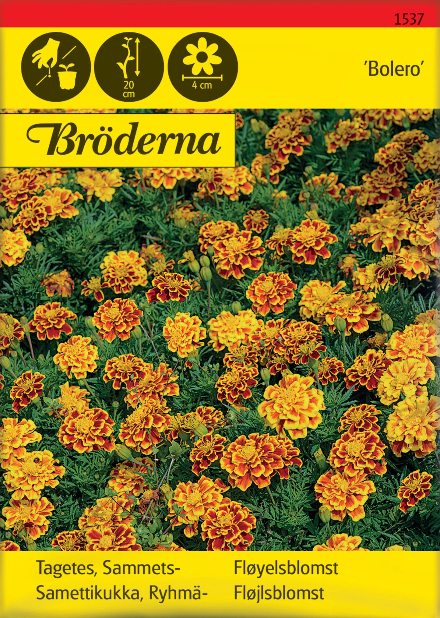 Tagetes. Sammets-. Bolero