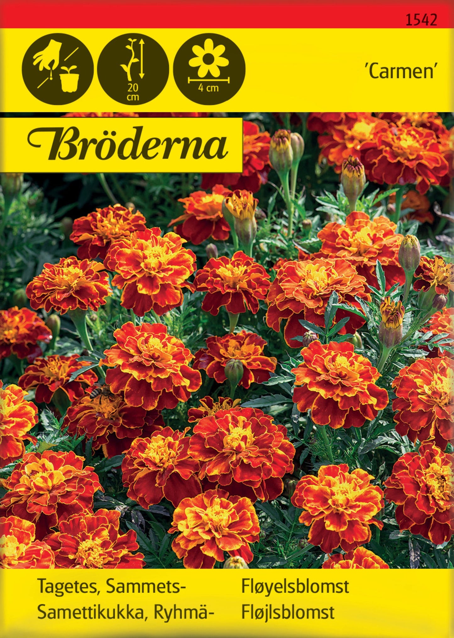 Tagetes. Sammets-. Carmen