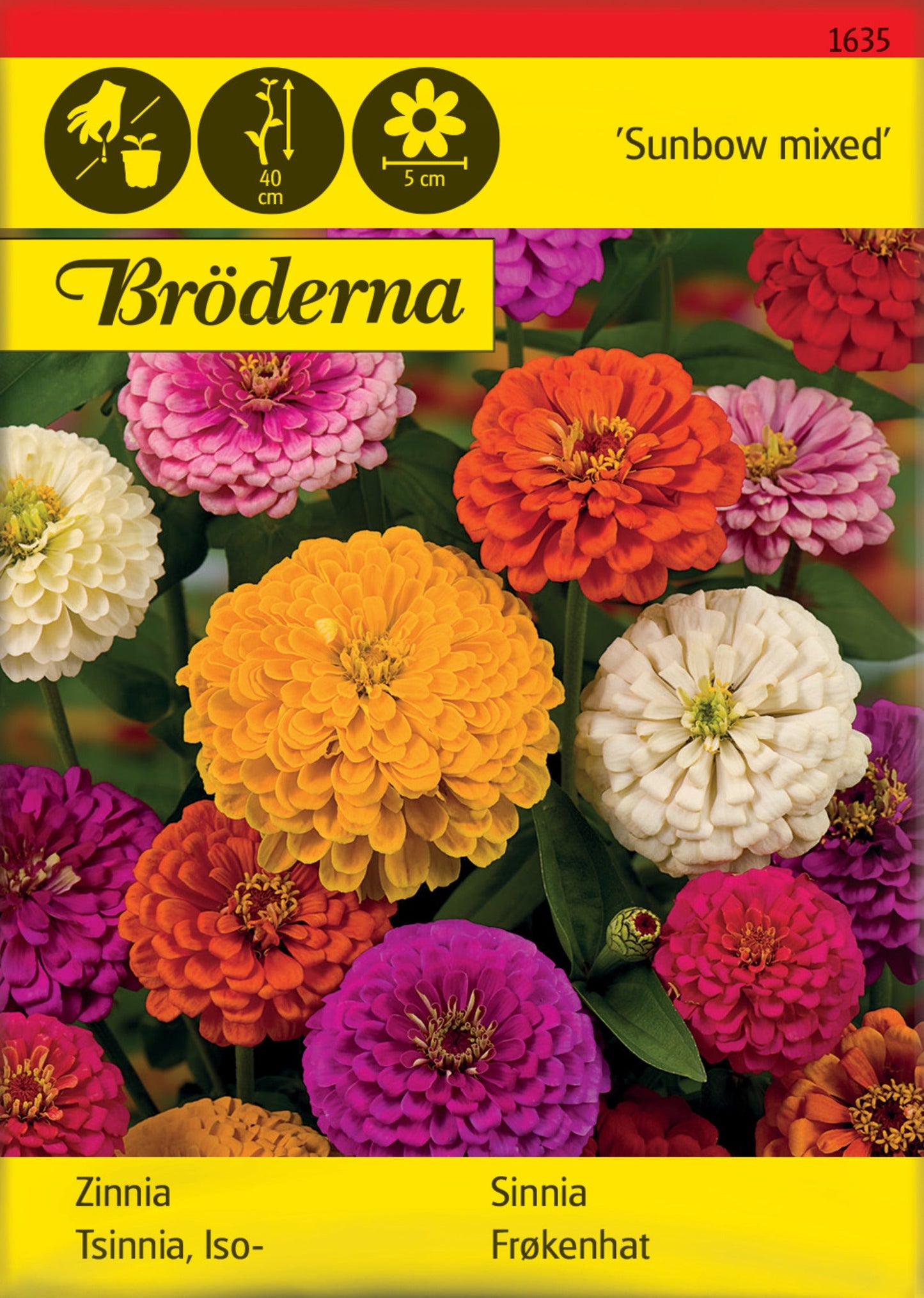 Zinnia. Sunbow. bl färger