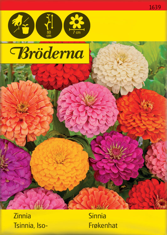 Zinnia. Hög. bl färger